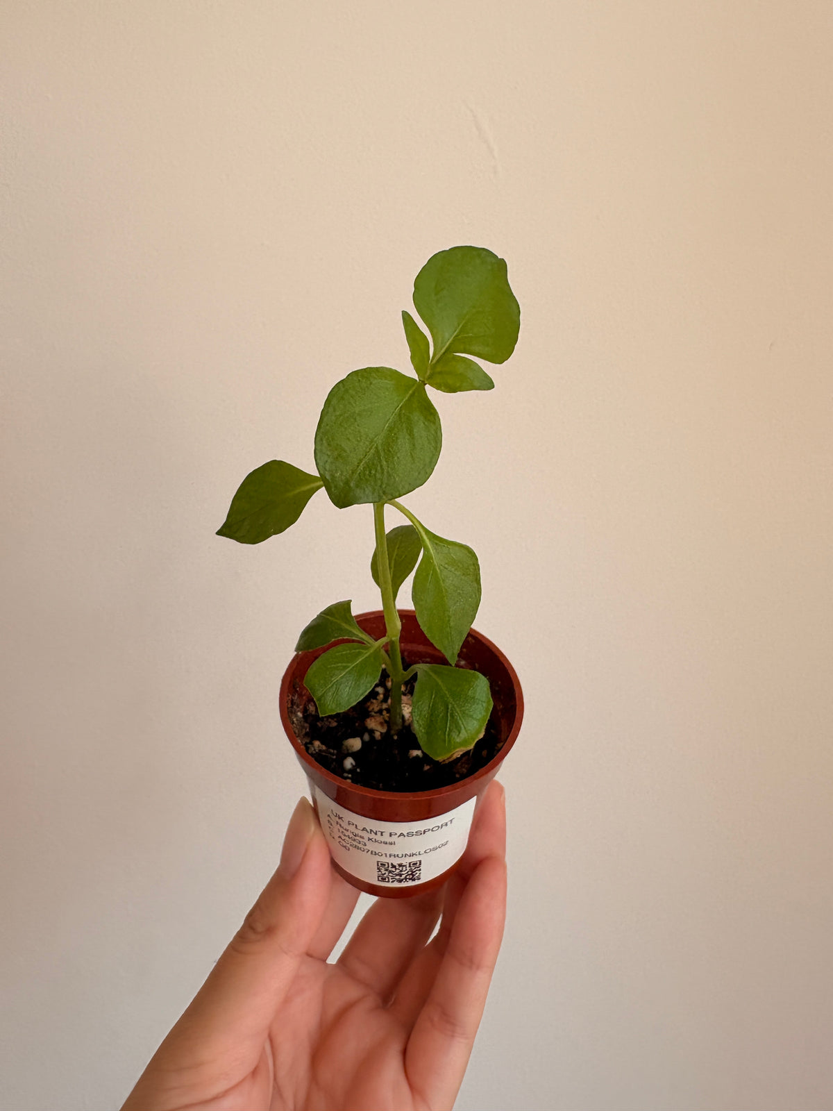Rungia klossii 'Mushroom Plant'