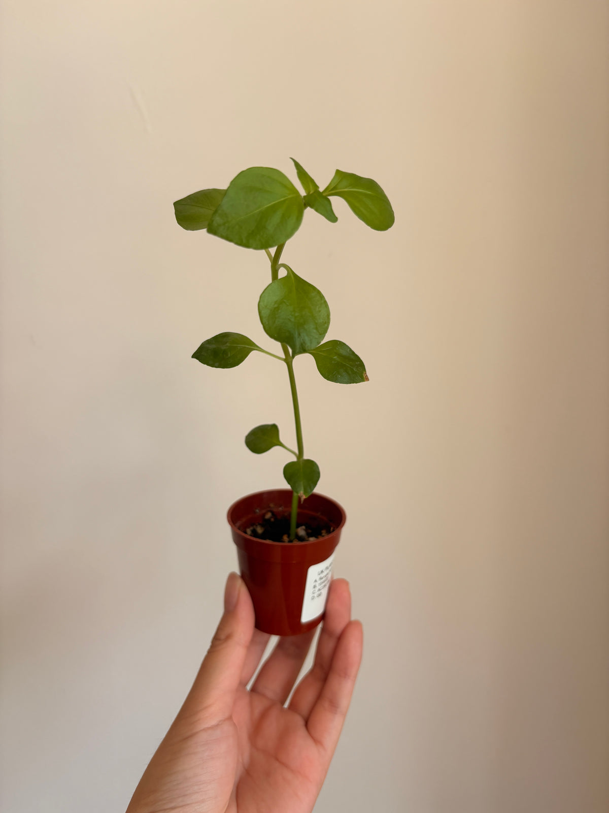 Rungia klossii 'Mushroom Plant'