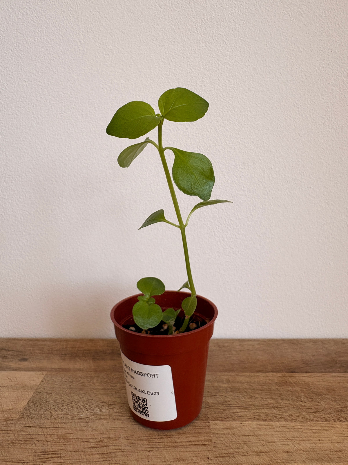 Rungia klossii 'Mushroom Plant'
