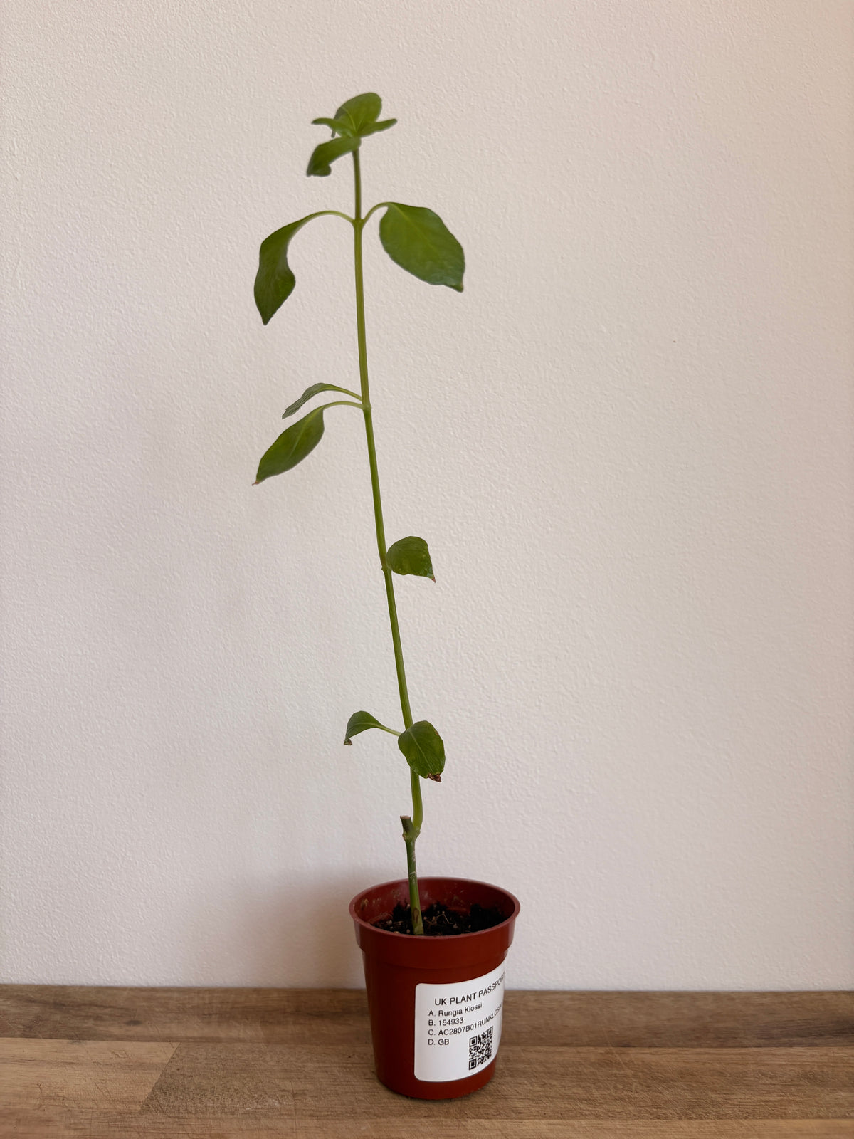 Rungia klossii 'Mushroom Plant'