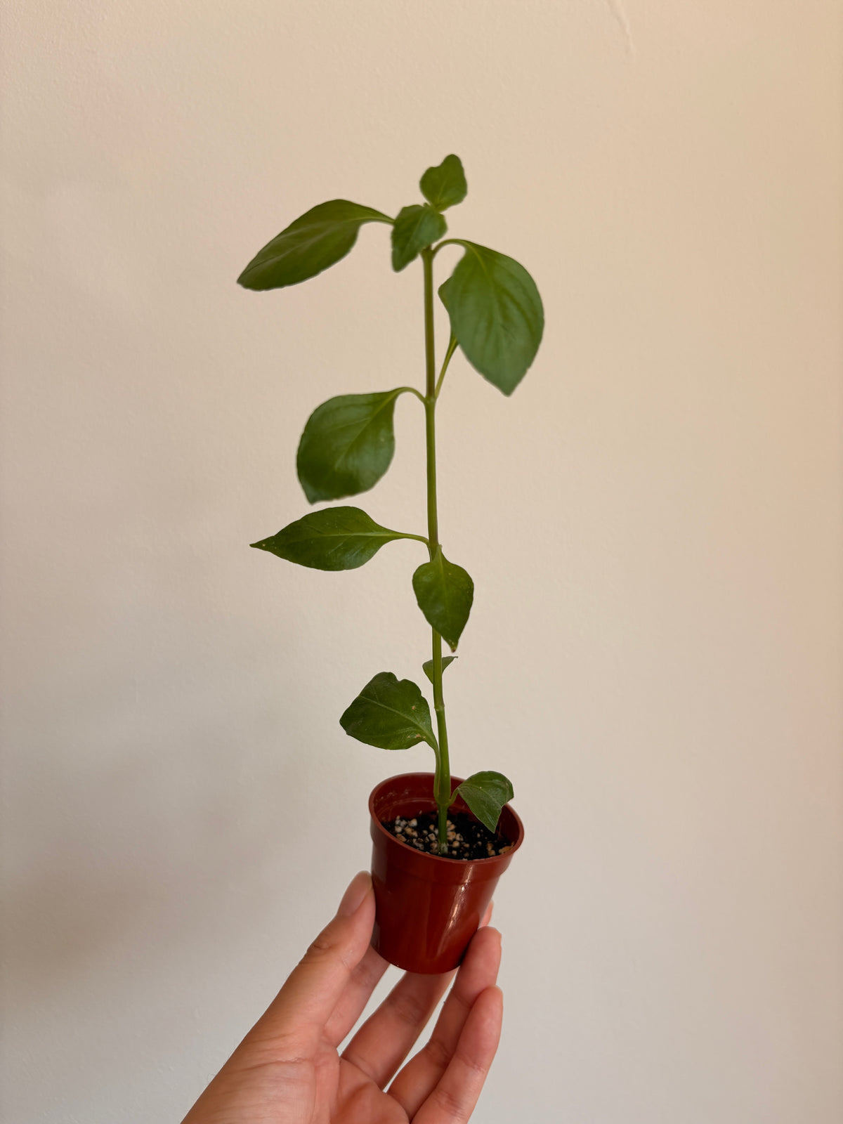 Rungia klossii 'Mushroom Plant'