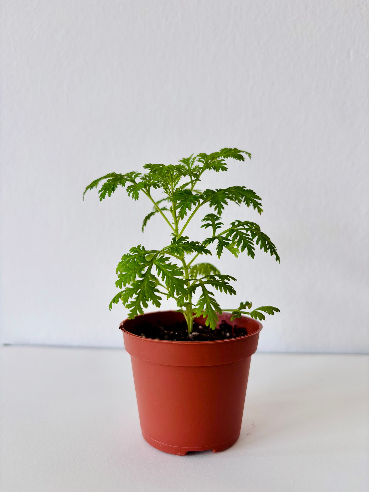 Sweet Wormwood Plant UK | Artemisia annua Sweet Annie Qing Hao Herb