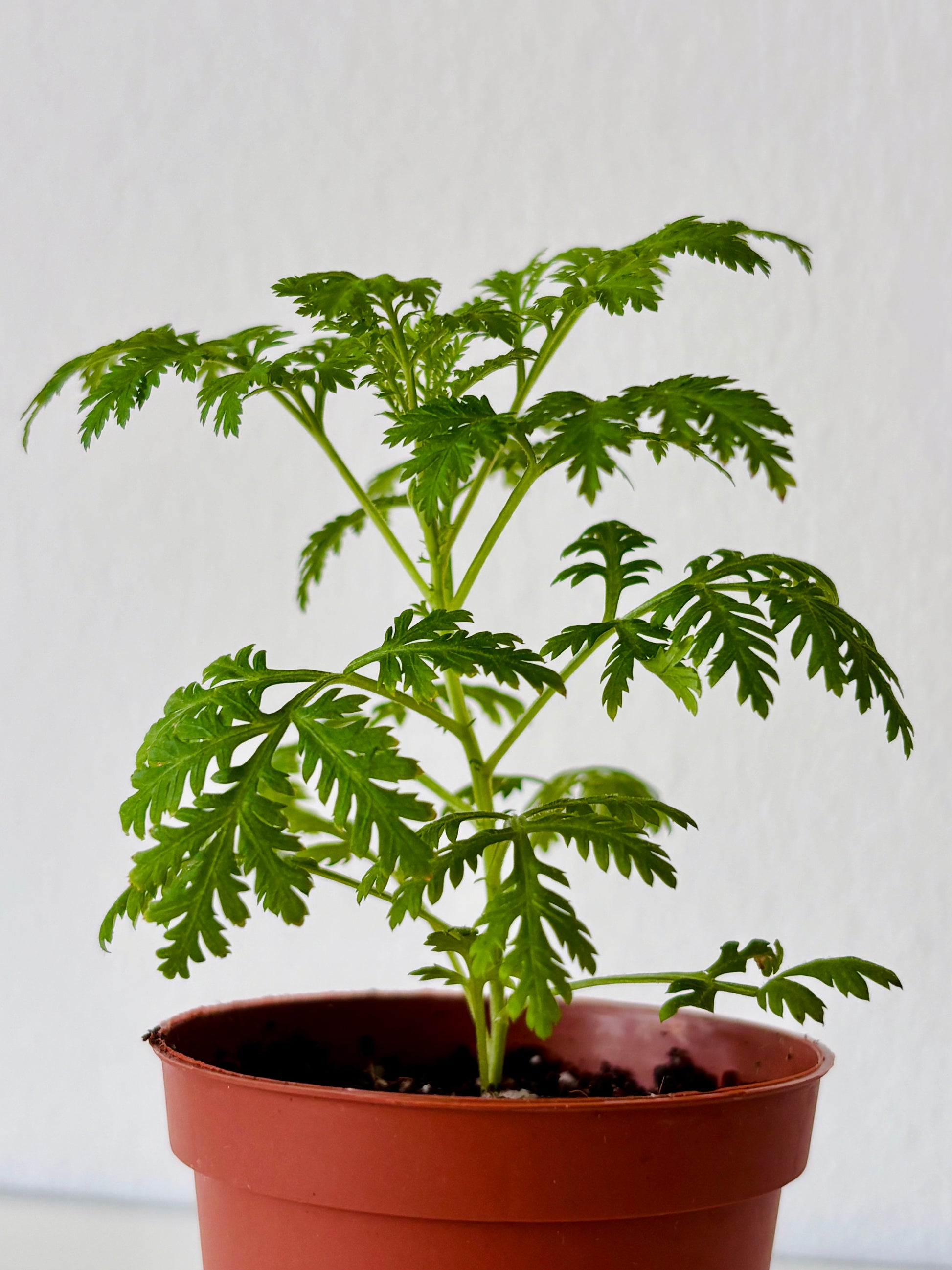 Potted plant with green leaves on a white background