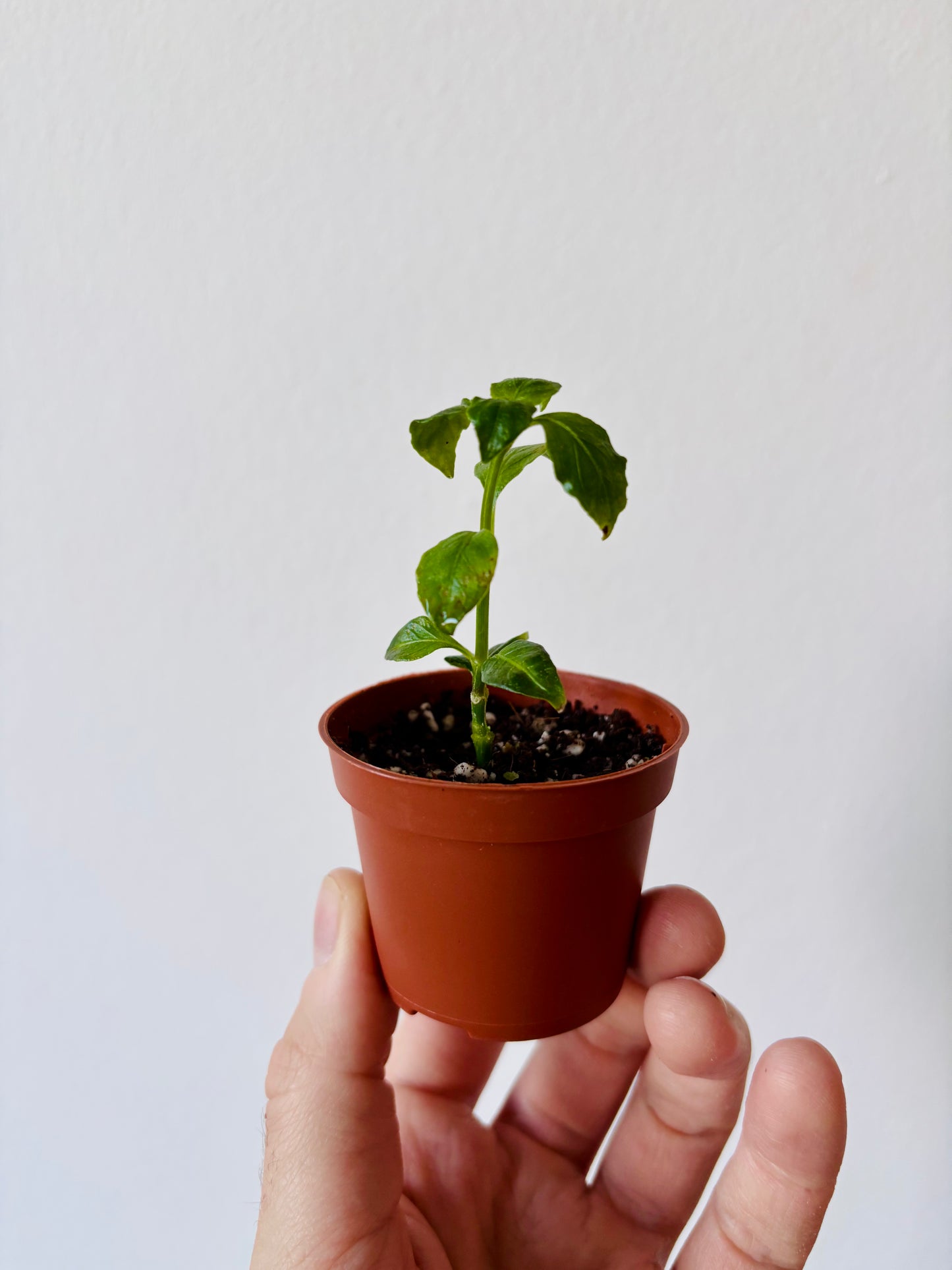 Mushroom Plant UK | Rungia klossii Rare Edible Herb Plant