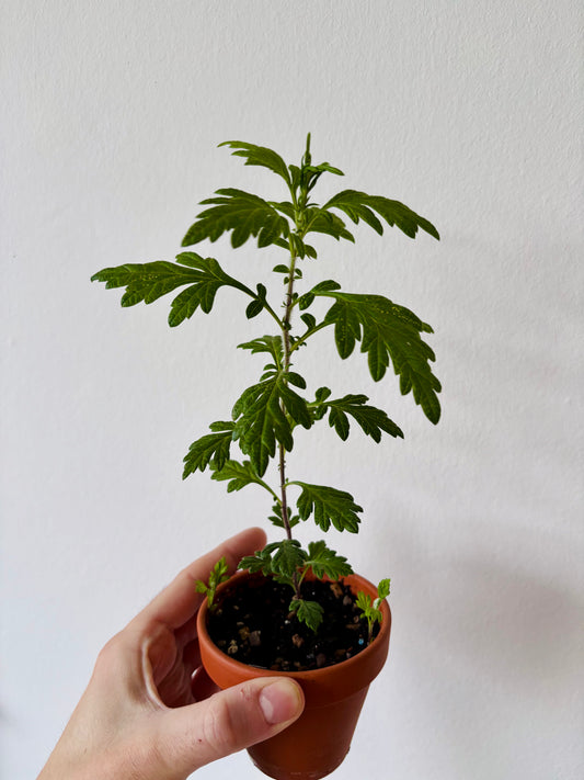 Japanese Mugwort Plant UK | Yomogi Artemisia princeps Rare Herb