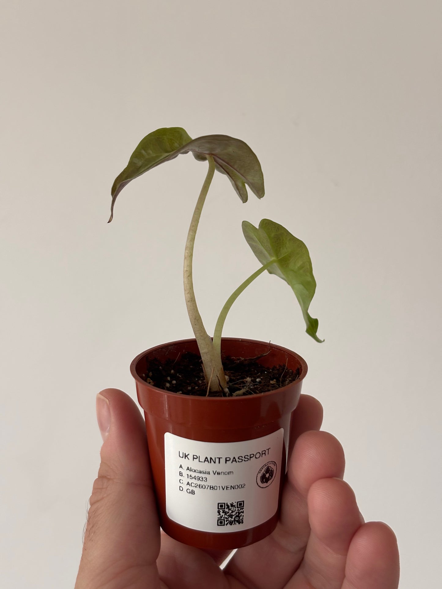 Alocasia Venom