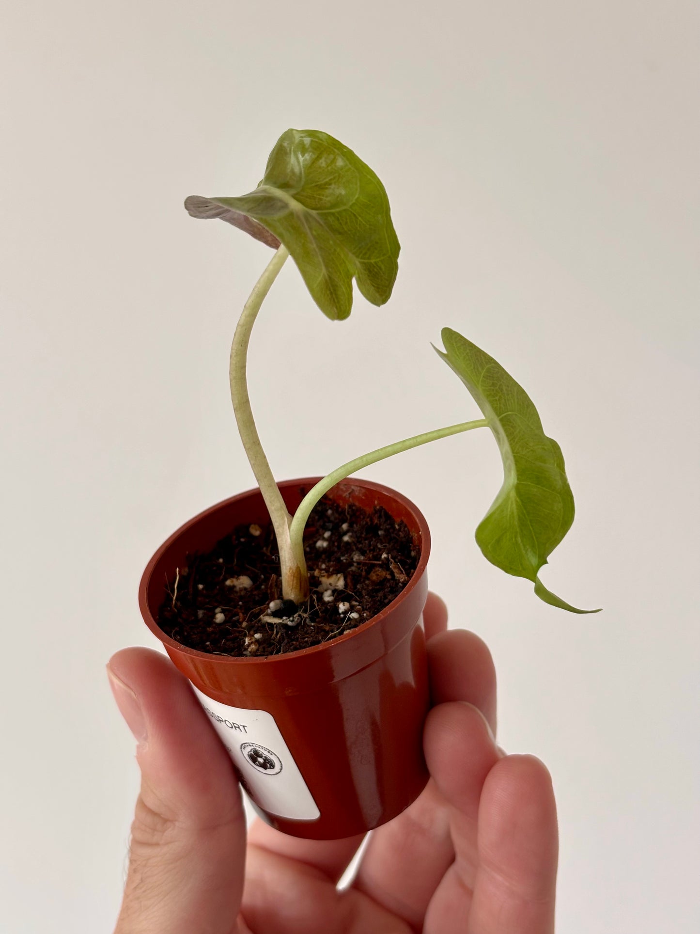 Alocasia Venom