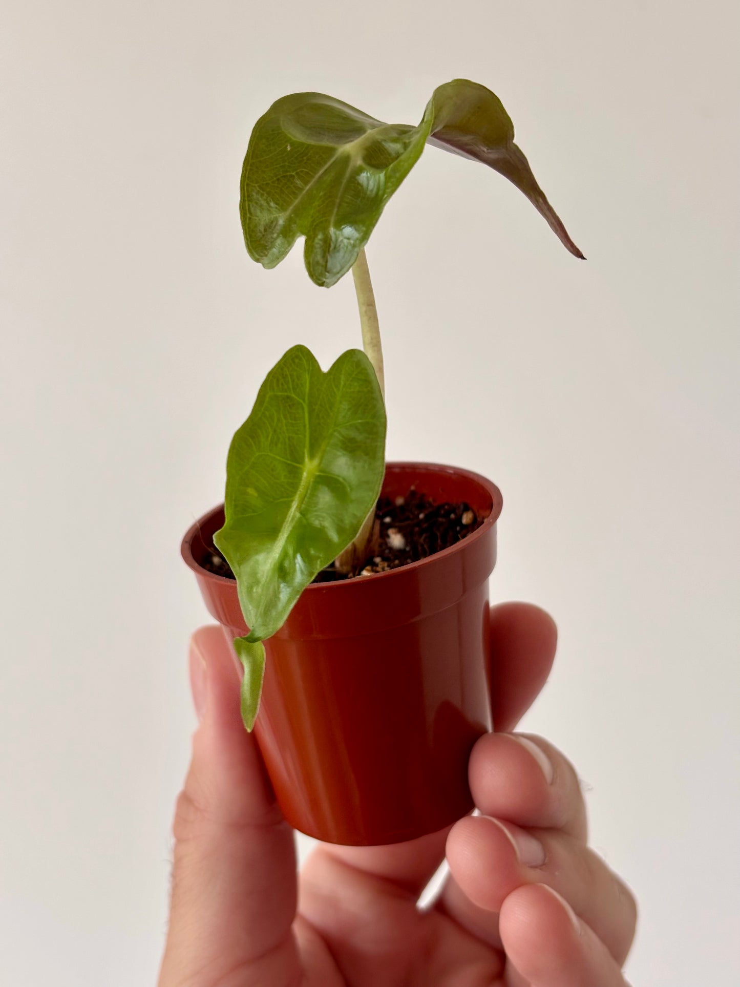 Alocasia Venom