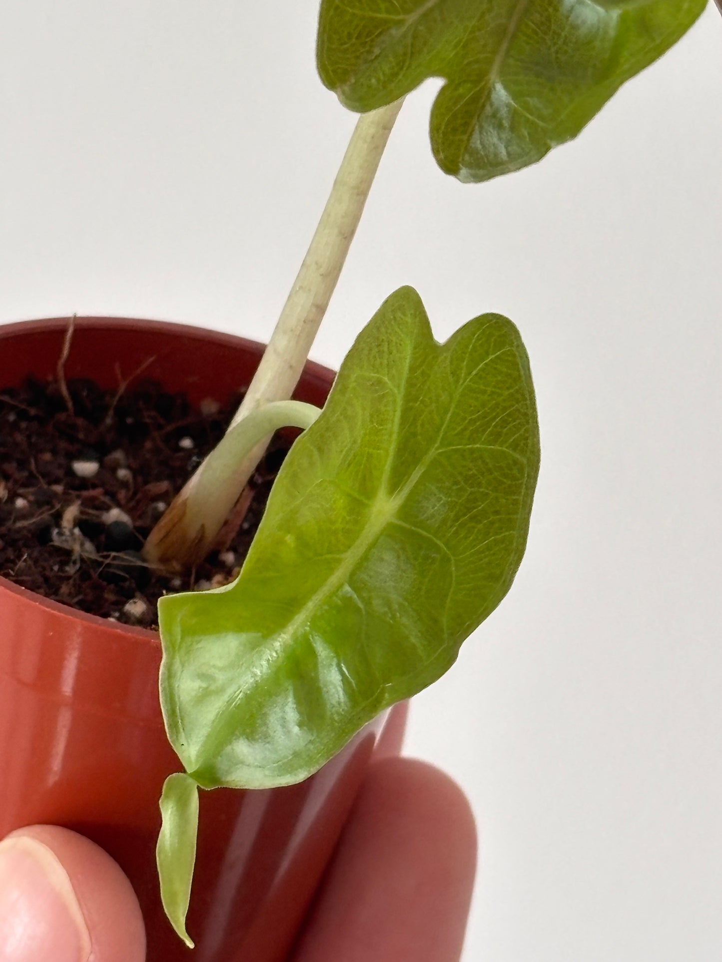 Alocasia Venom