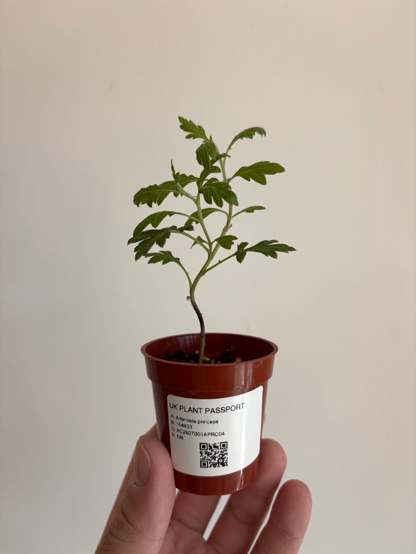 Japanese Mugwort -  Artemisia princeps - Yomogi よもぎ