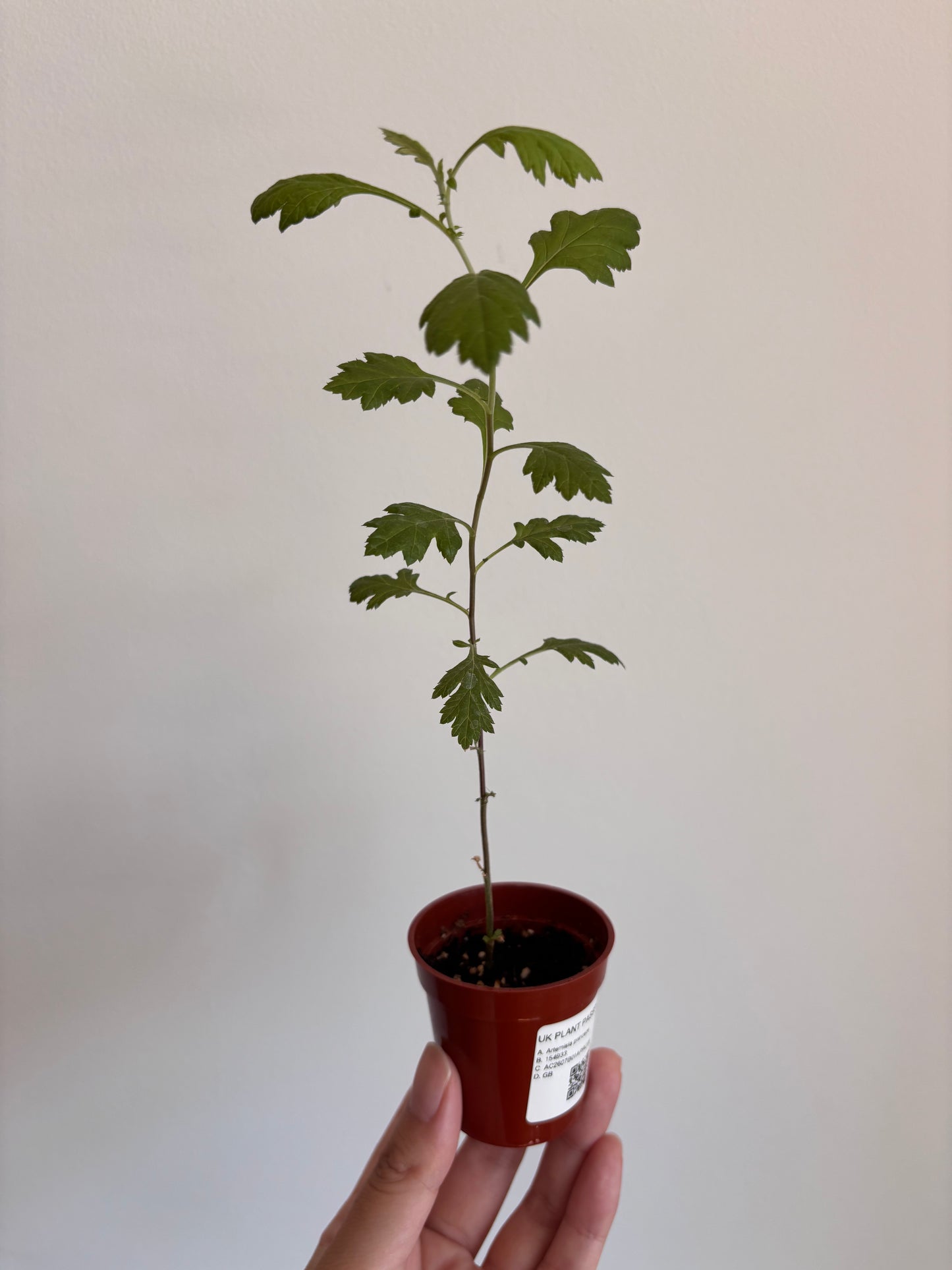Japanese Mugwort -  Artemisia princeps - Yomogi よもぎ