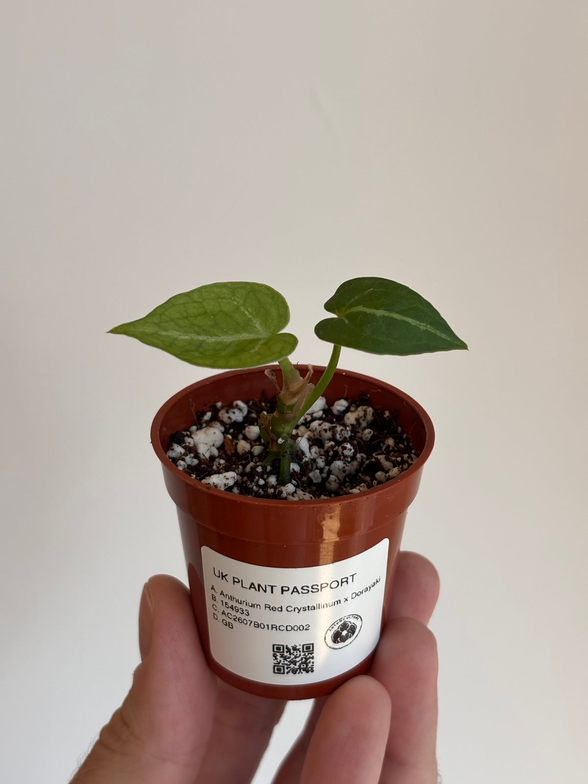 Anthurium Red Crystallinum x Dorayaki #2