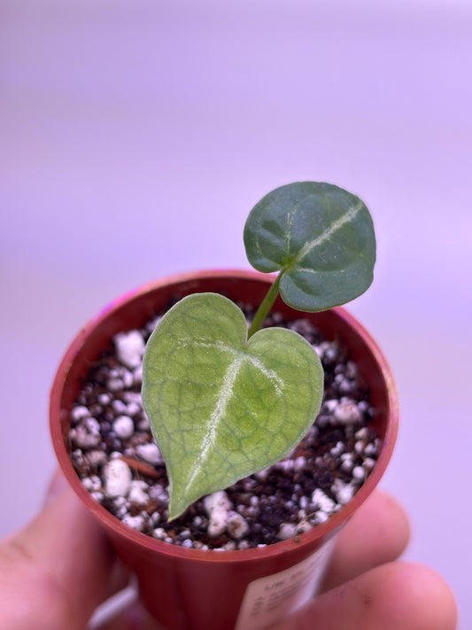 Anthurium Red Crystallinum x Dorayaki #2