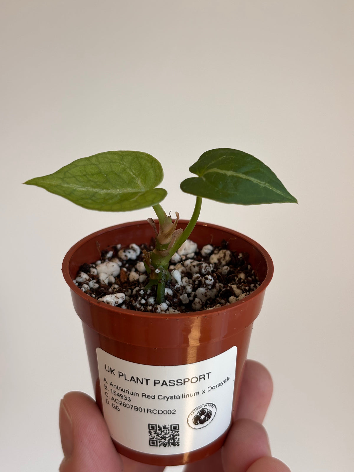 Anthurium Red Crystallinum x Dorayaki #2