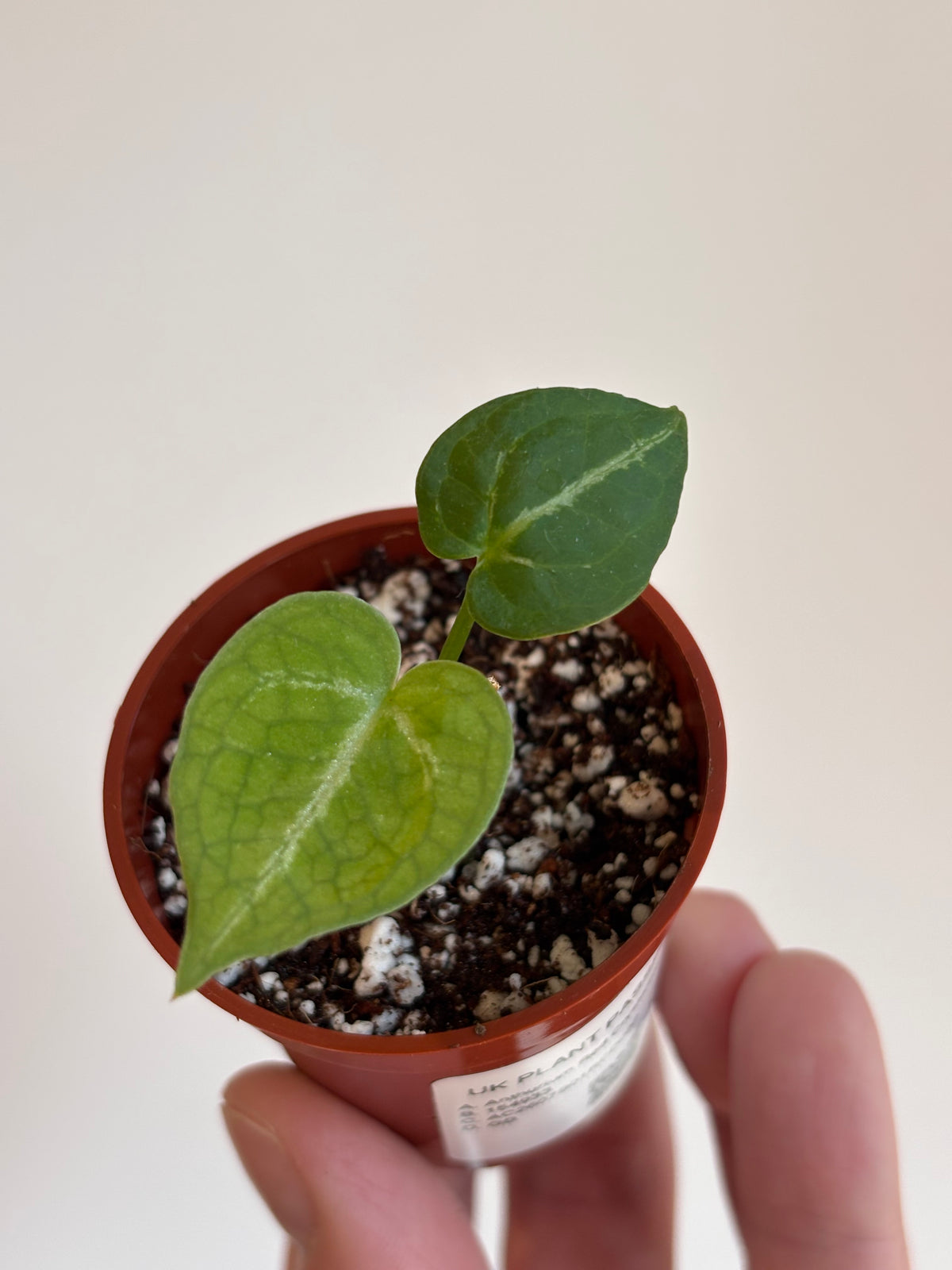 Anthurium Red Crystallinum x Dorayaki #2