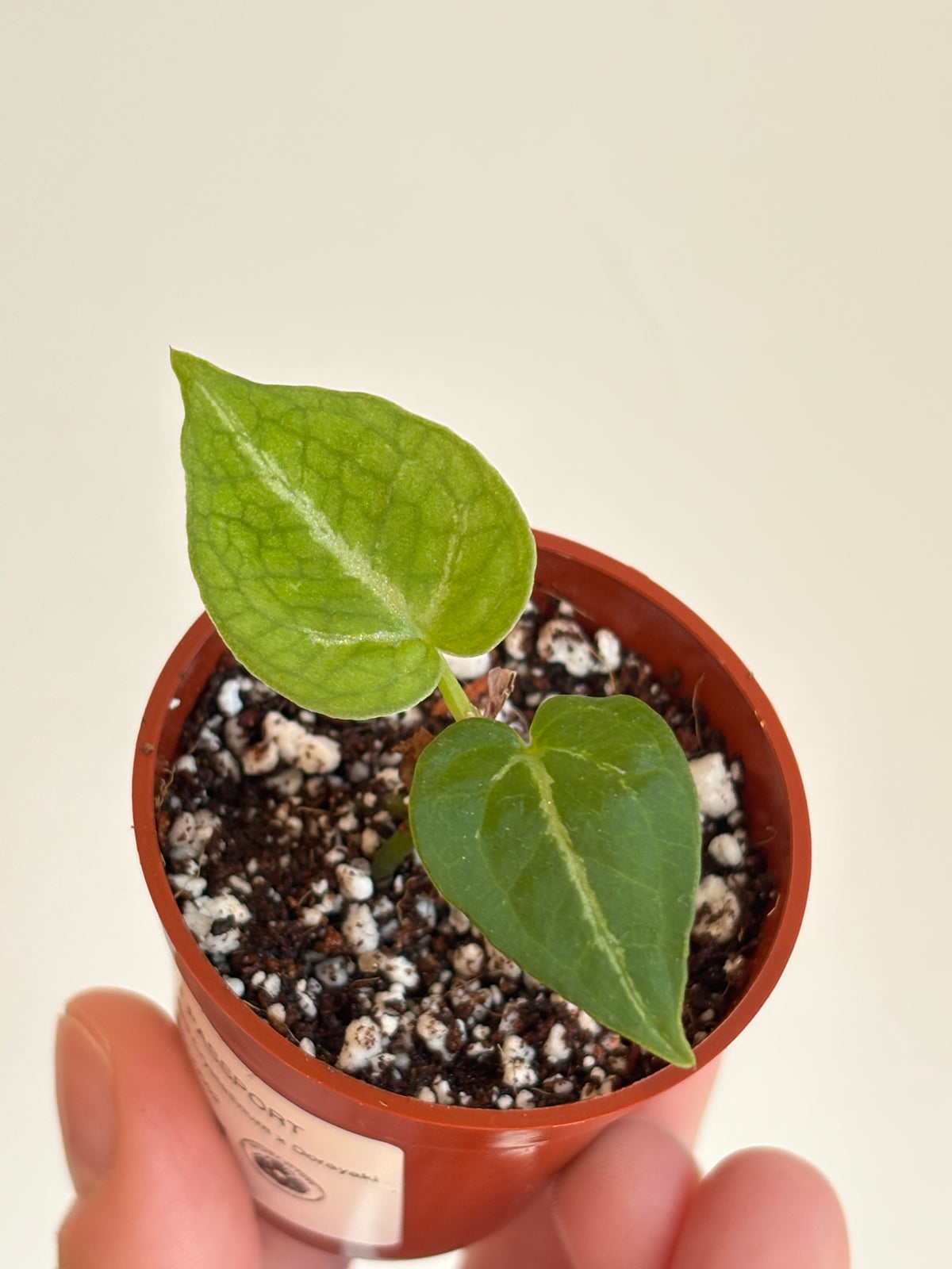 Anthurium Red Crystallinum x Dorayaki #2
