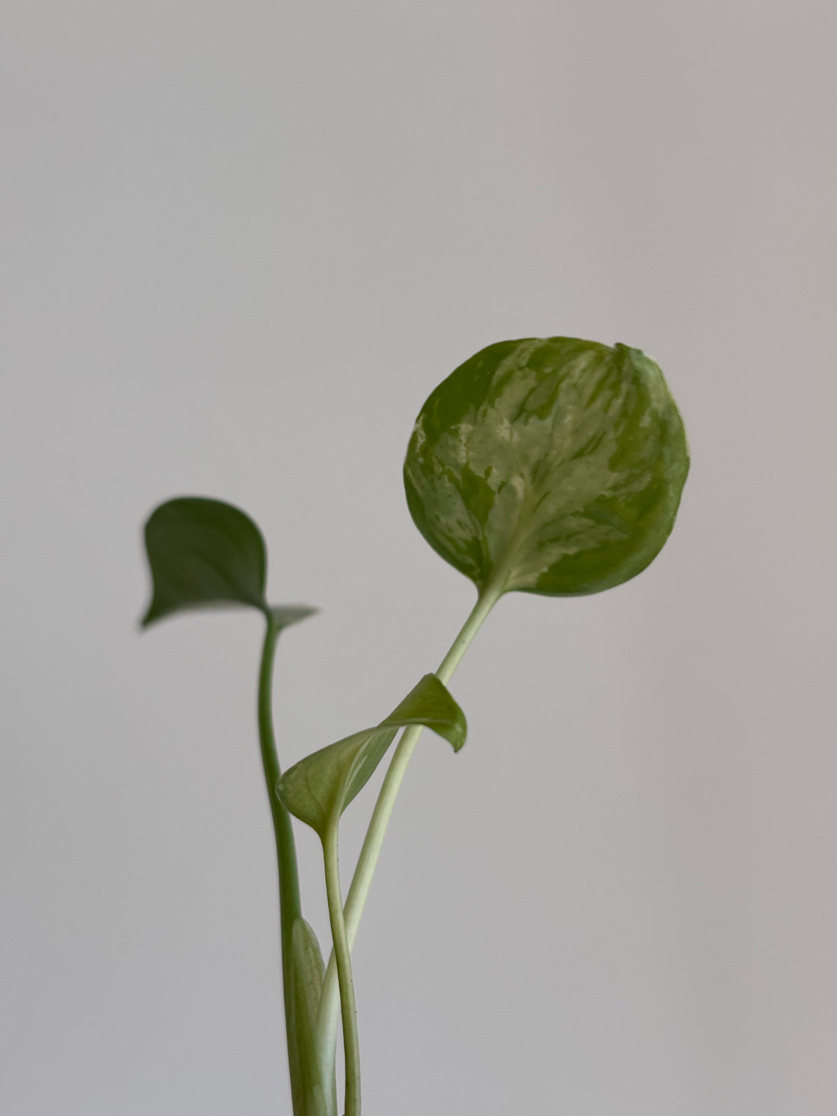 Monstera Deliciosa Bulbasaur #02