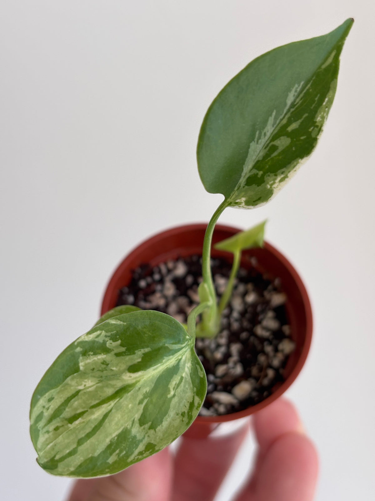 Monstera Deliciosa Bulbasaur #02