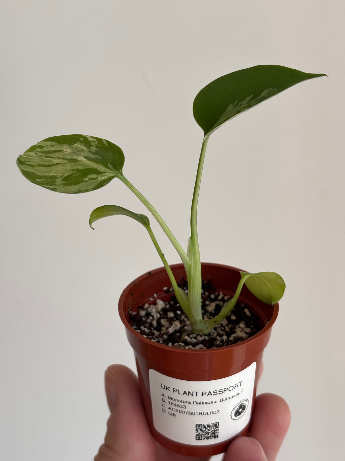 Monstera Deliciosa Bulbasaur #02