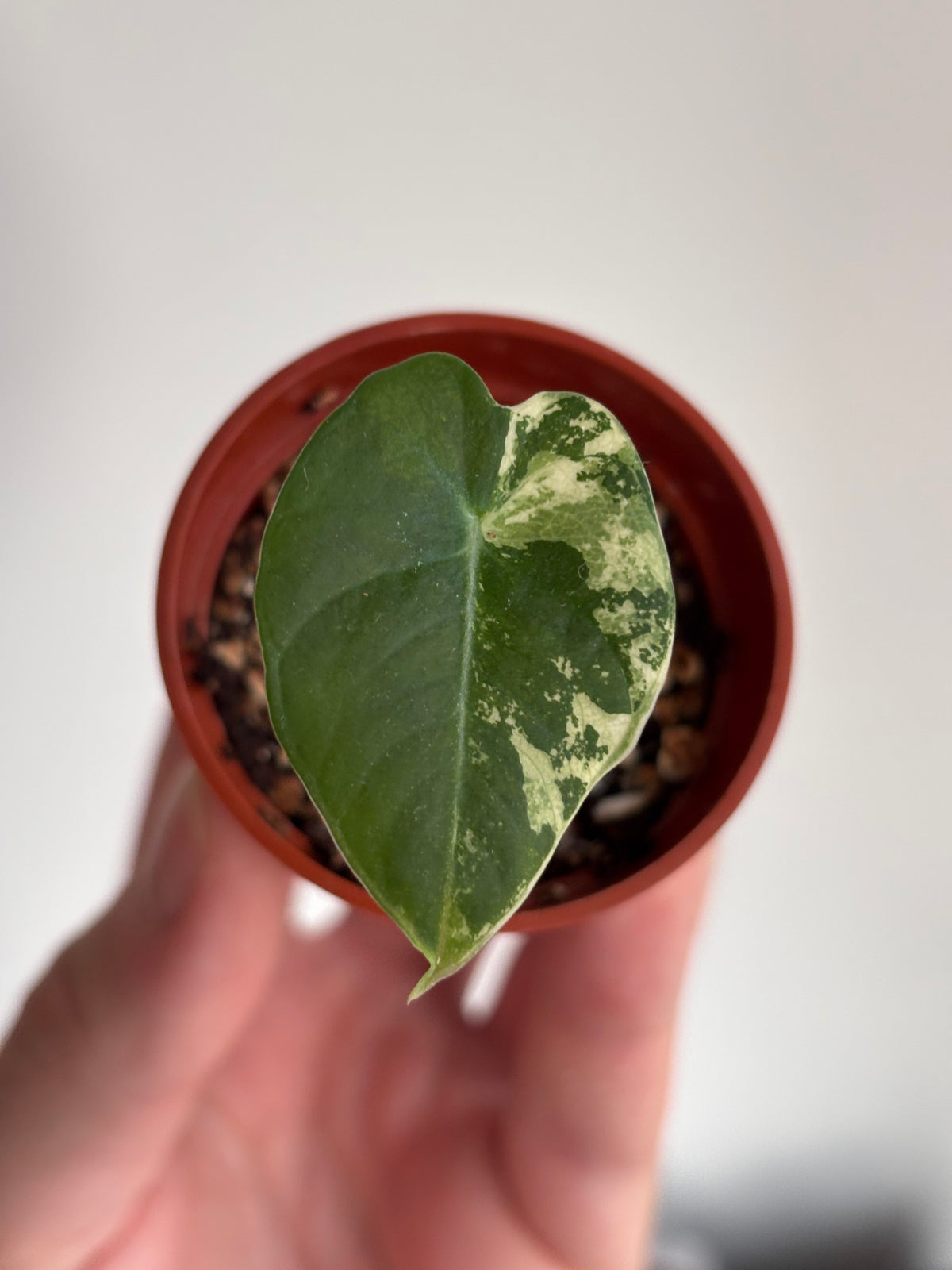 Alocasia Black Velvet Pink Variegated #06