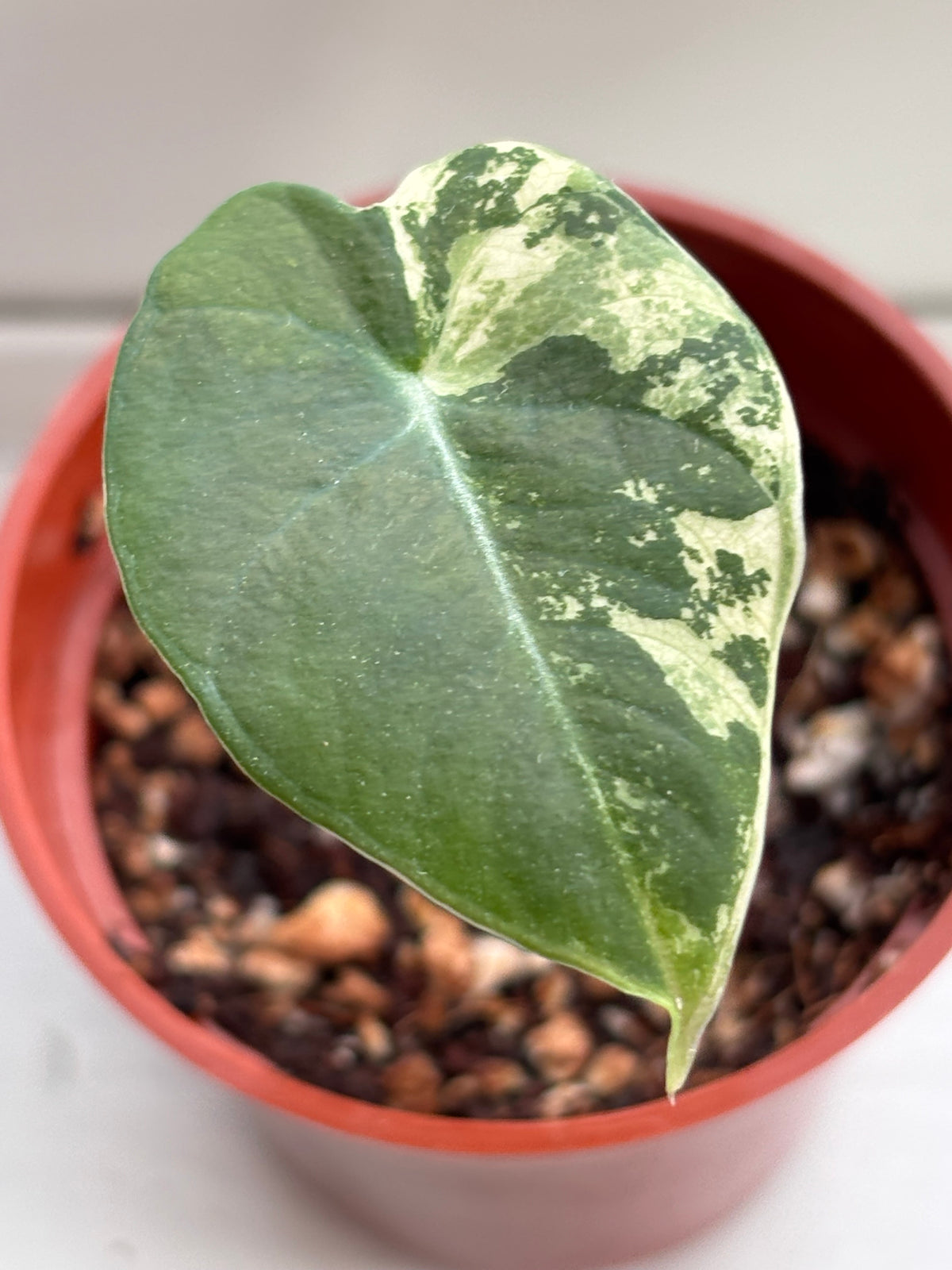 Alocasia Black Velvet Pink Variegated #06