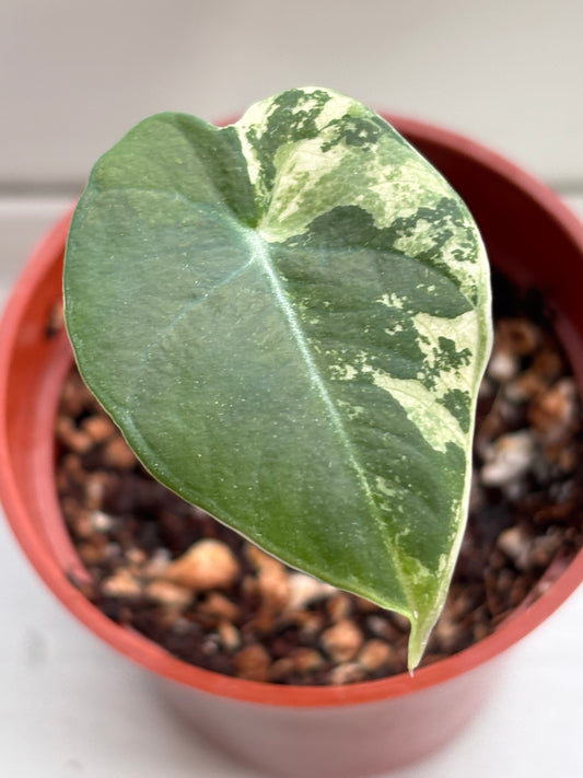 Alocasia Black Velvet Pink Variegated #06