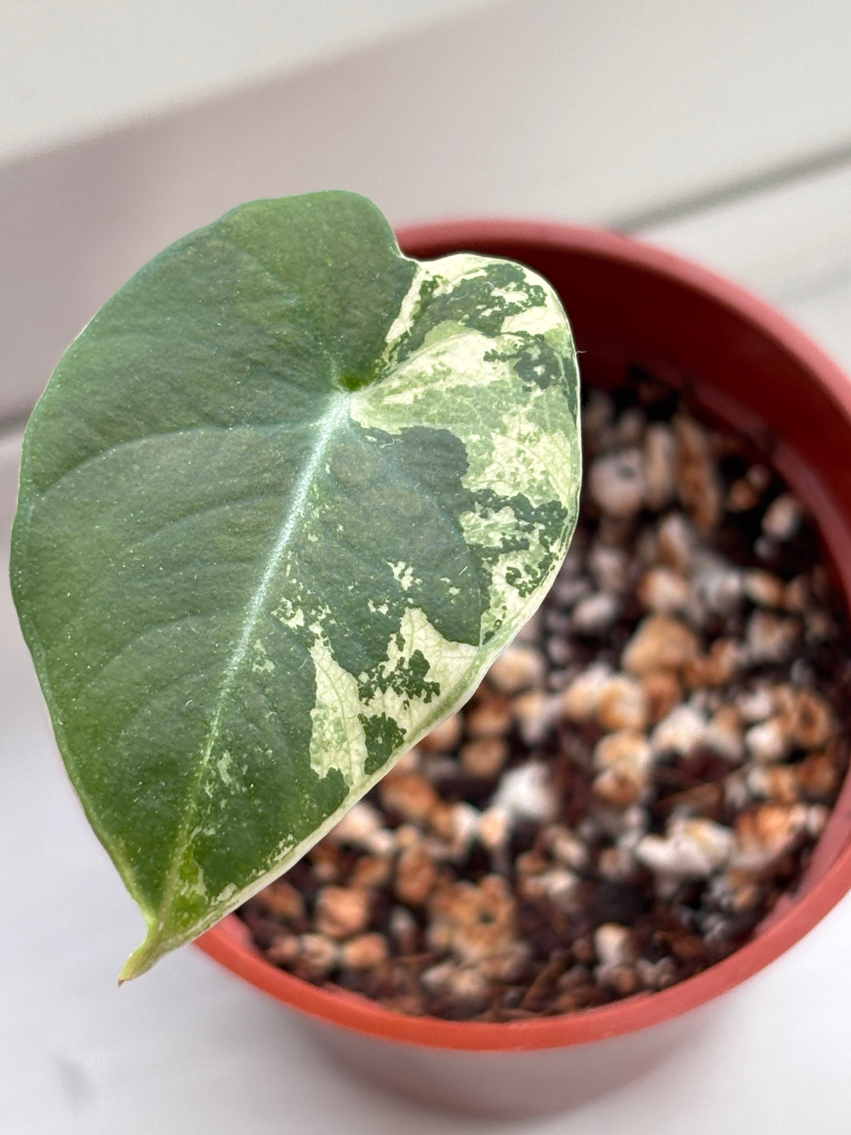 Alocasia Black Velvet Pink Variegated #06