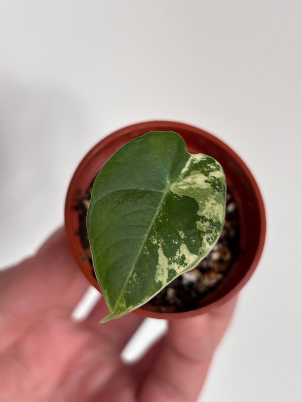 Alocasia Black Velvet Pink Variegated #06