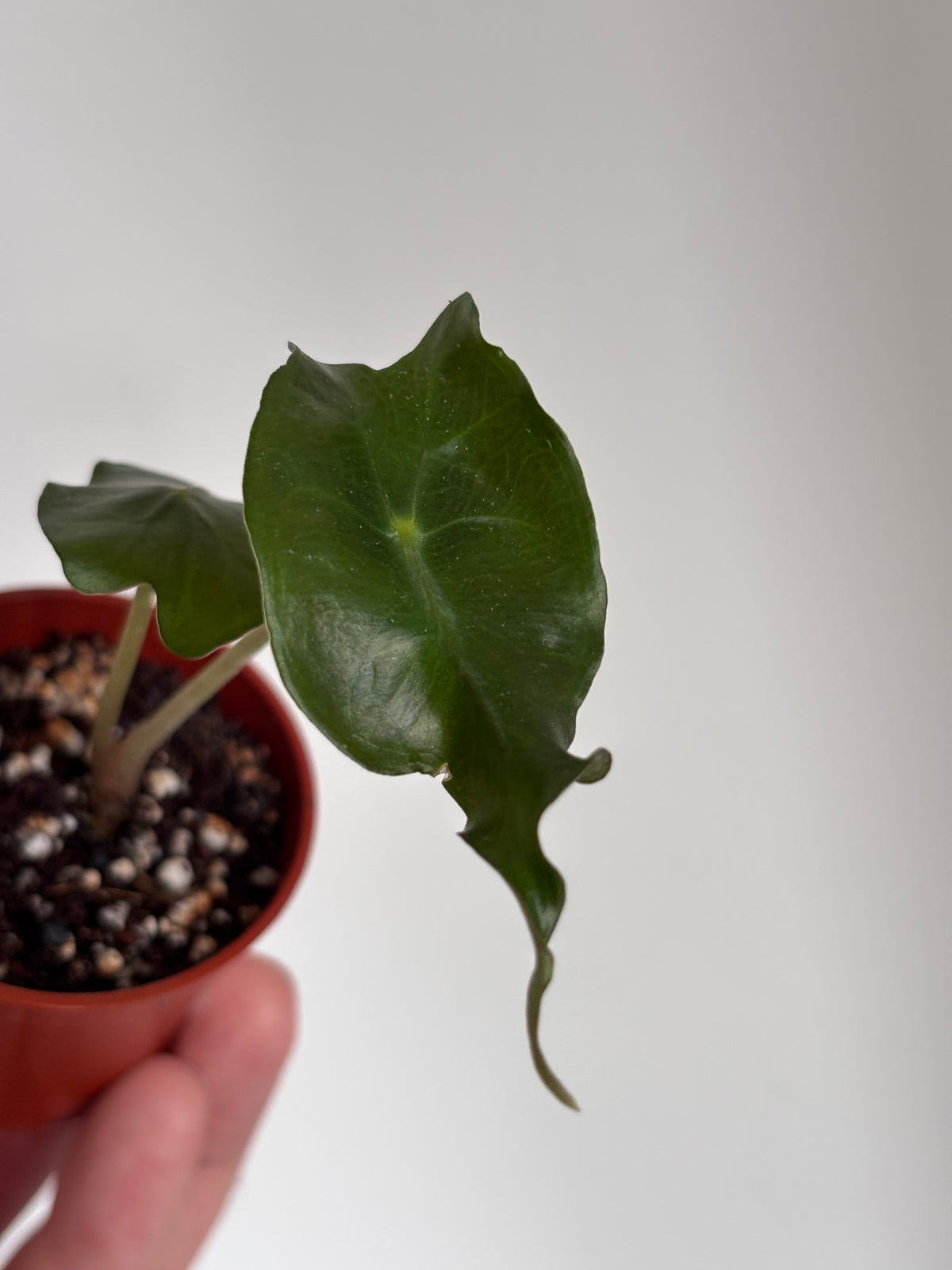 Alocasia Venom #13