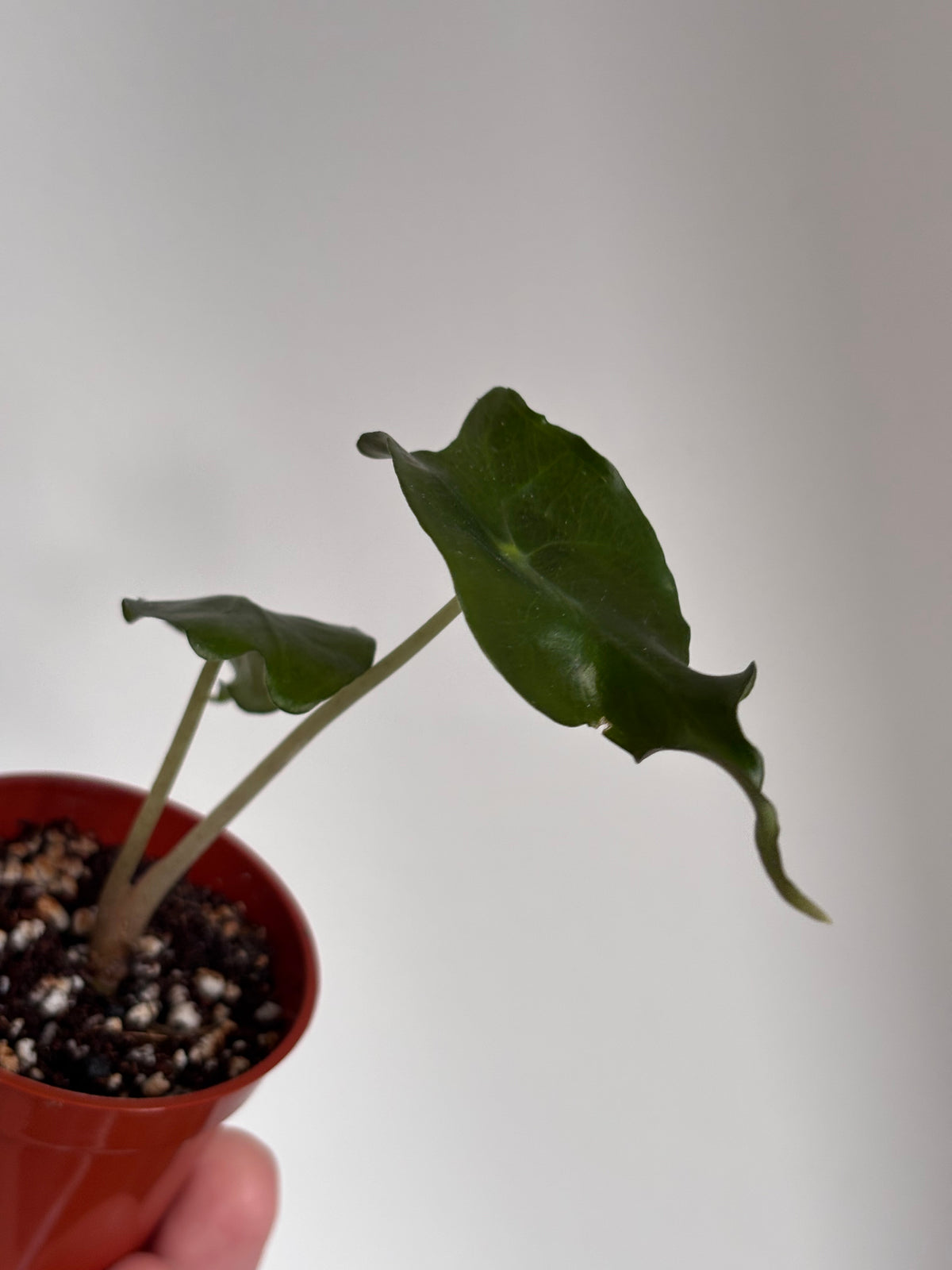 Alocasia Venom #13