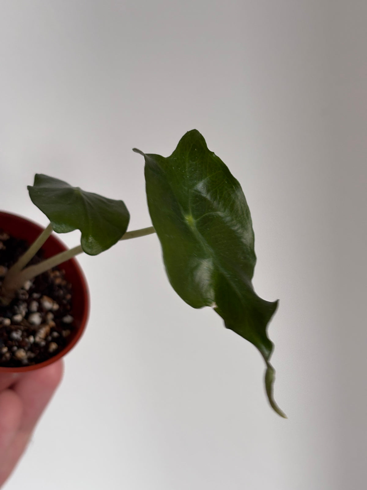 Alocasia Venom #13