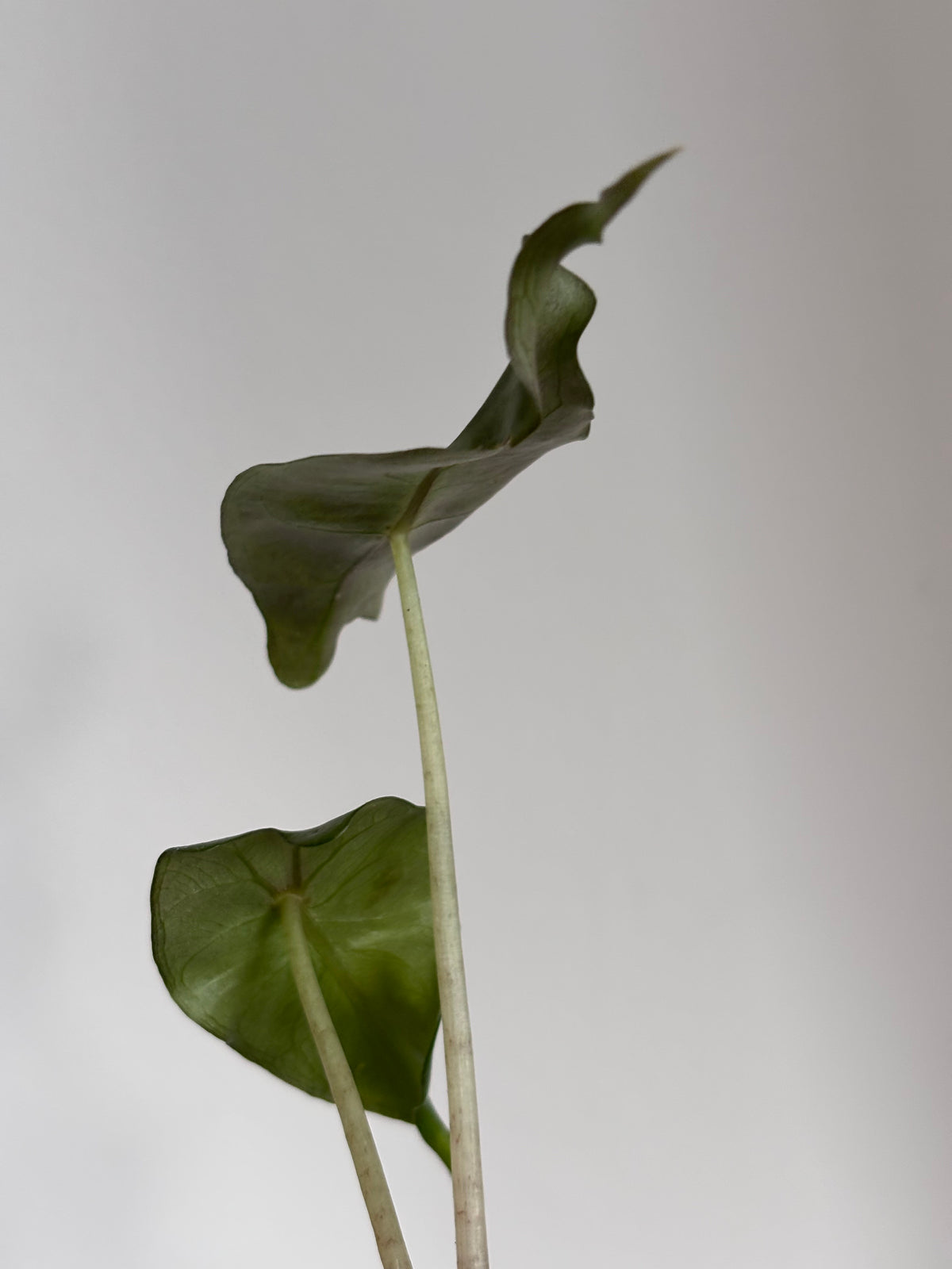 Alocasia Venom #13