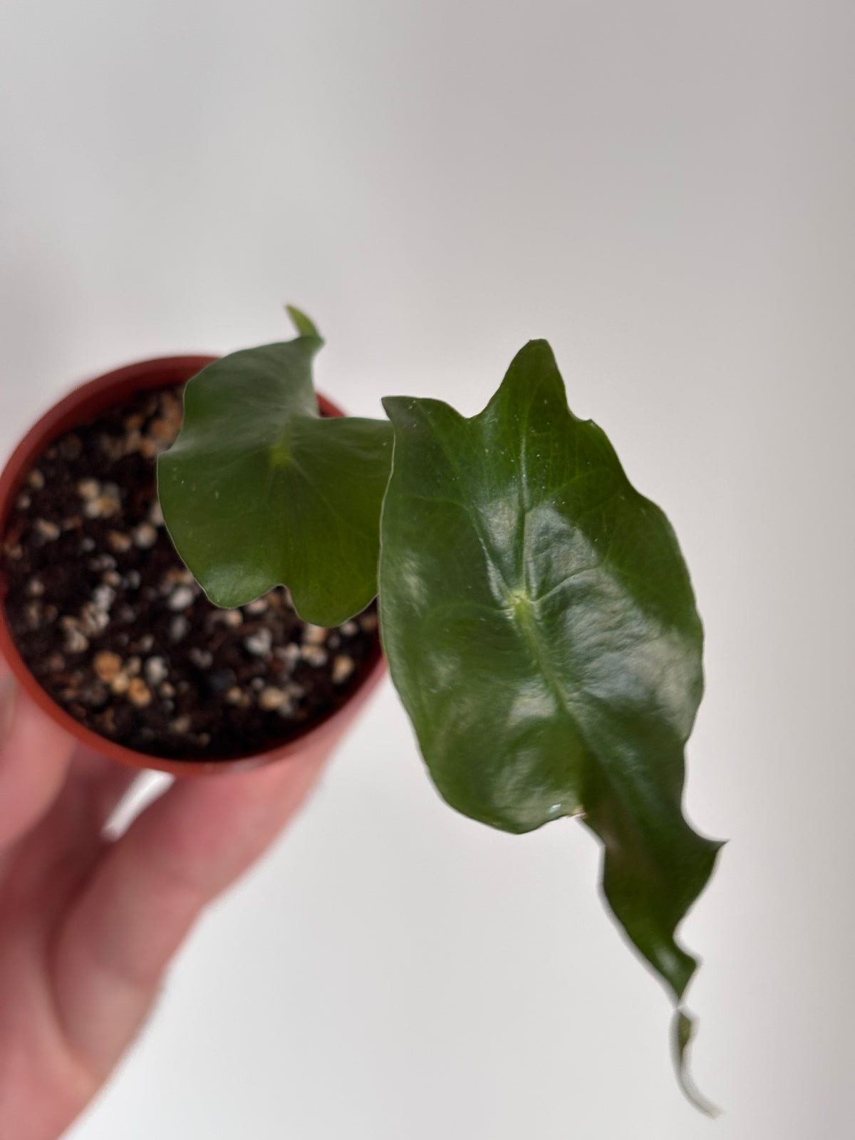 Alocasia Venom #13