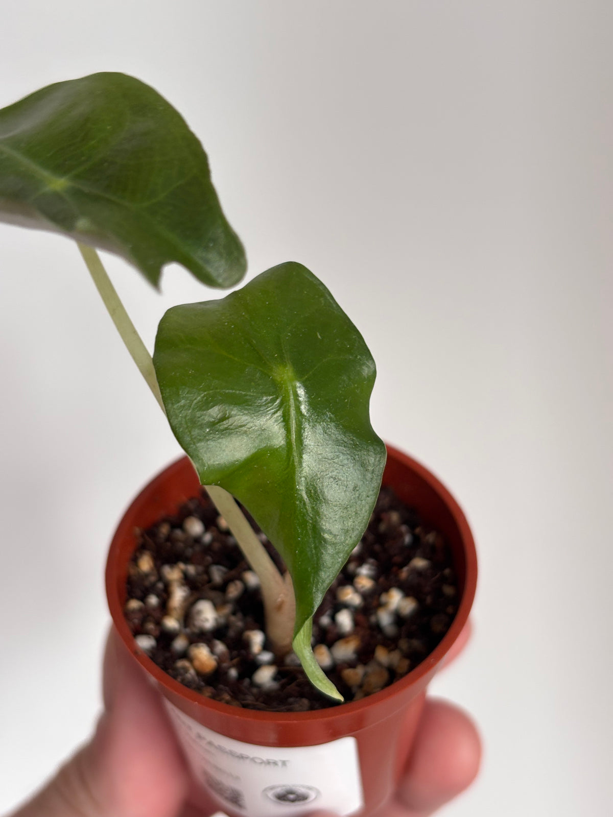 Alocasia Venom #13