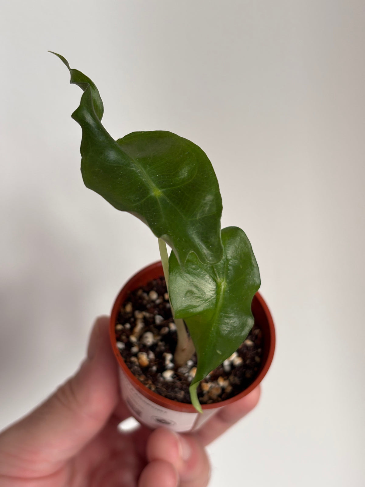 Alocasia Venom #13