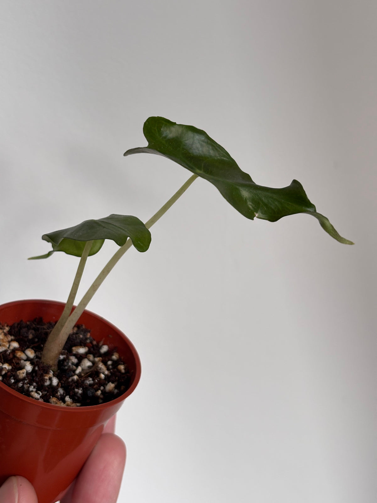 Alocasia Venom #13