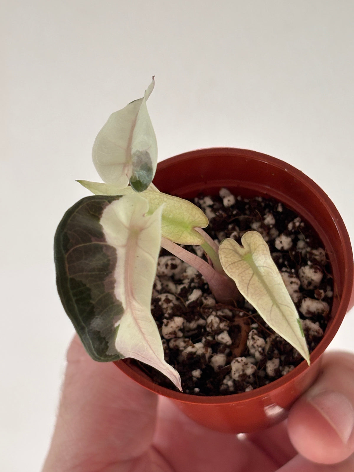 Alocasia Bambino Pink Variegated #9