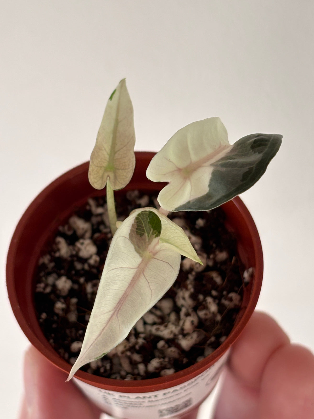 Alocasia Bambino Pink Variegated #9
