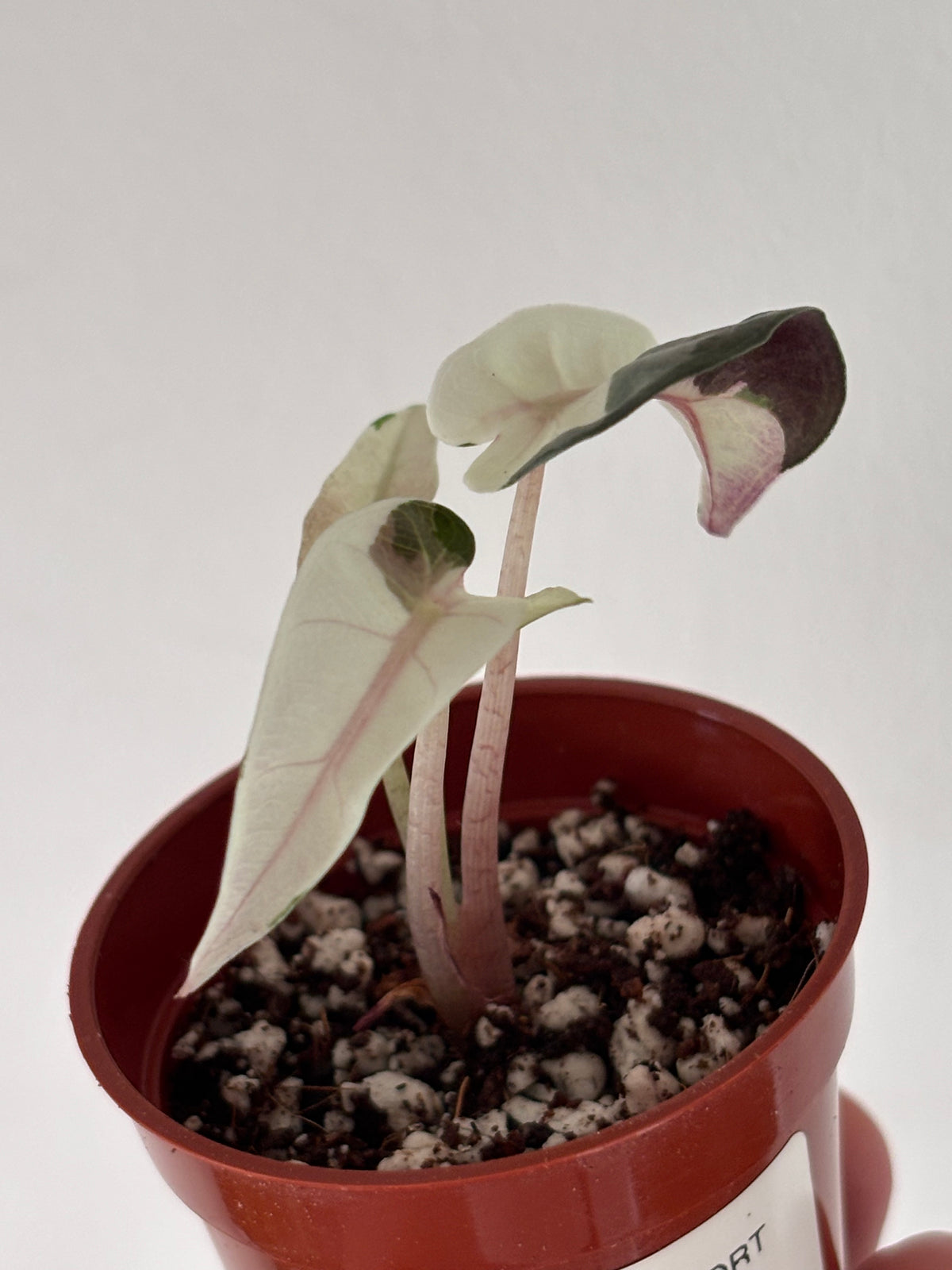 Alocasia Bambino Pink Variegated #9