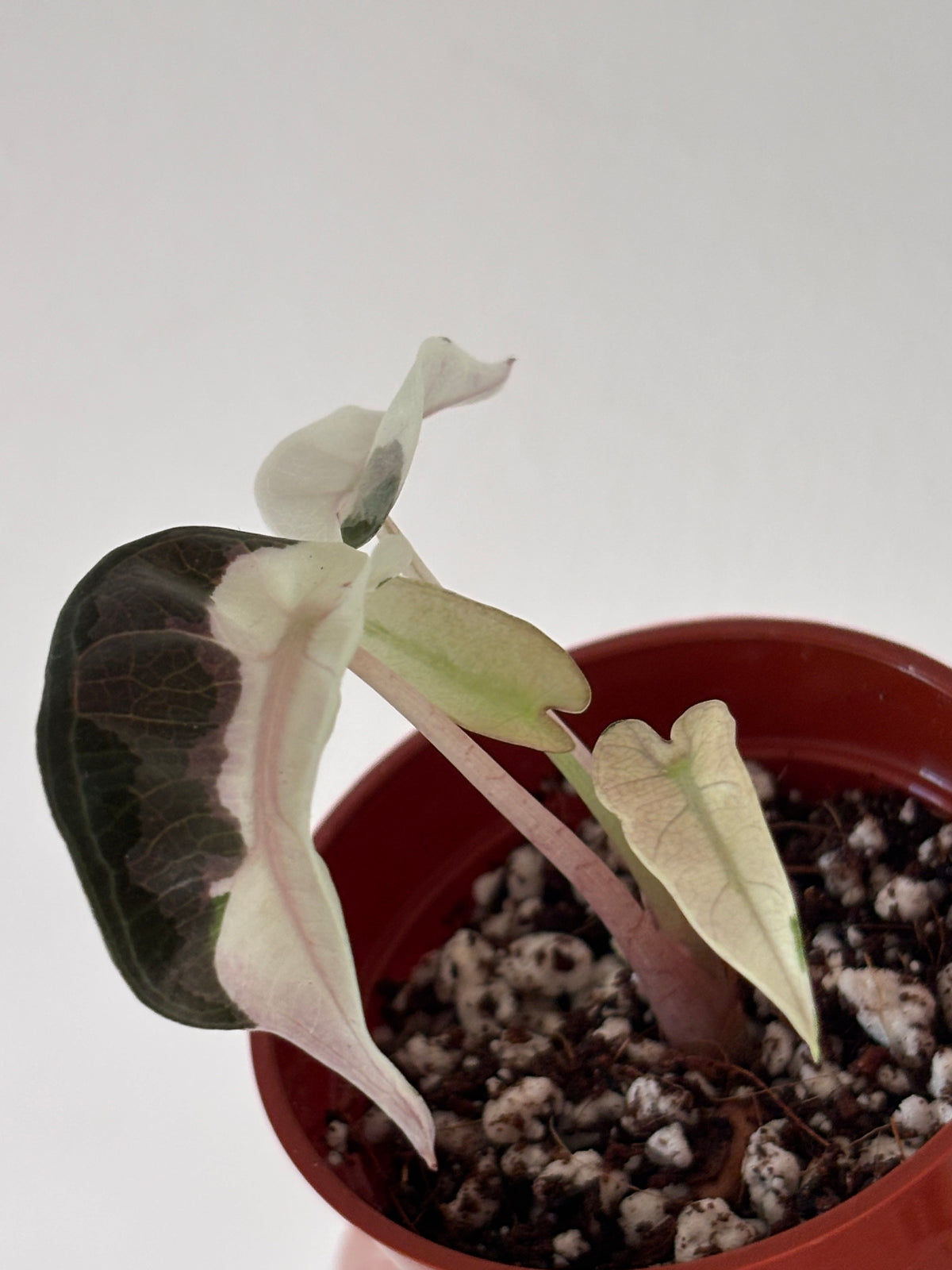 Alocasia Bambino Pink Variegated #9