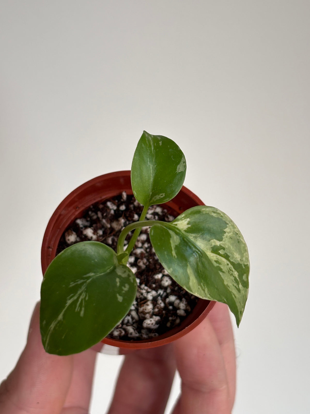 Monstera Deliciosa Bulbasaur #04