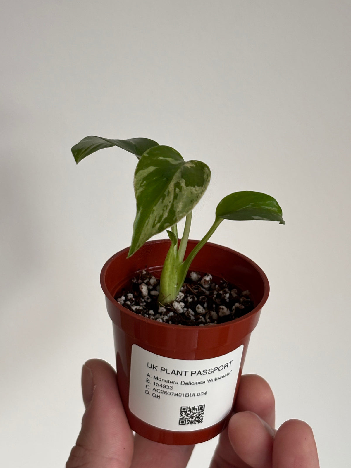 Monstera Deliciosa Bulbasaur #04