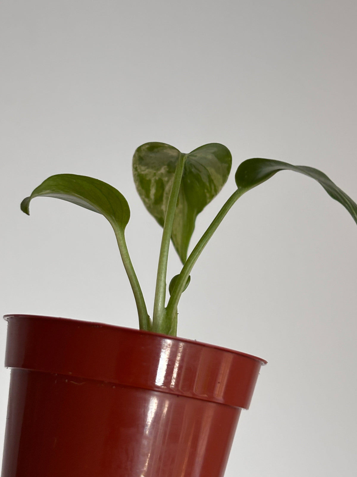 Monstera Deliciosa Bulbasaur #04