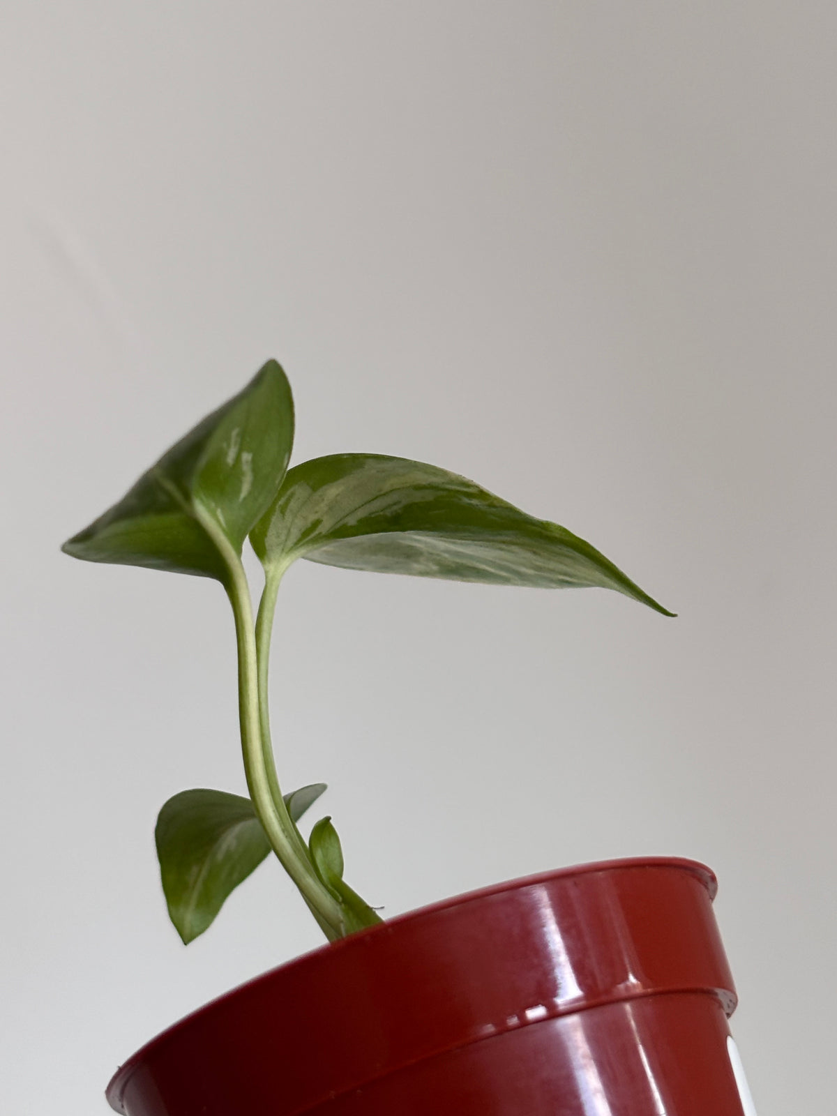 Monstera Deliciosa Bulbasaur #04