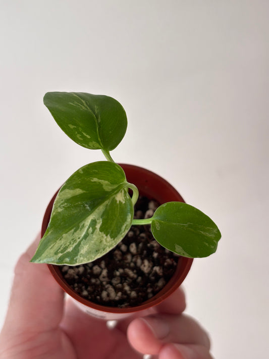 Monstera Deliciosa Bulbasaur #04
