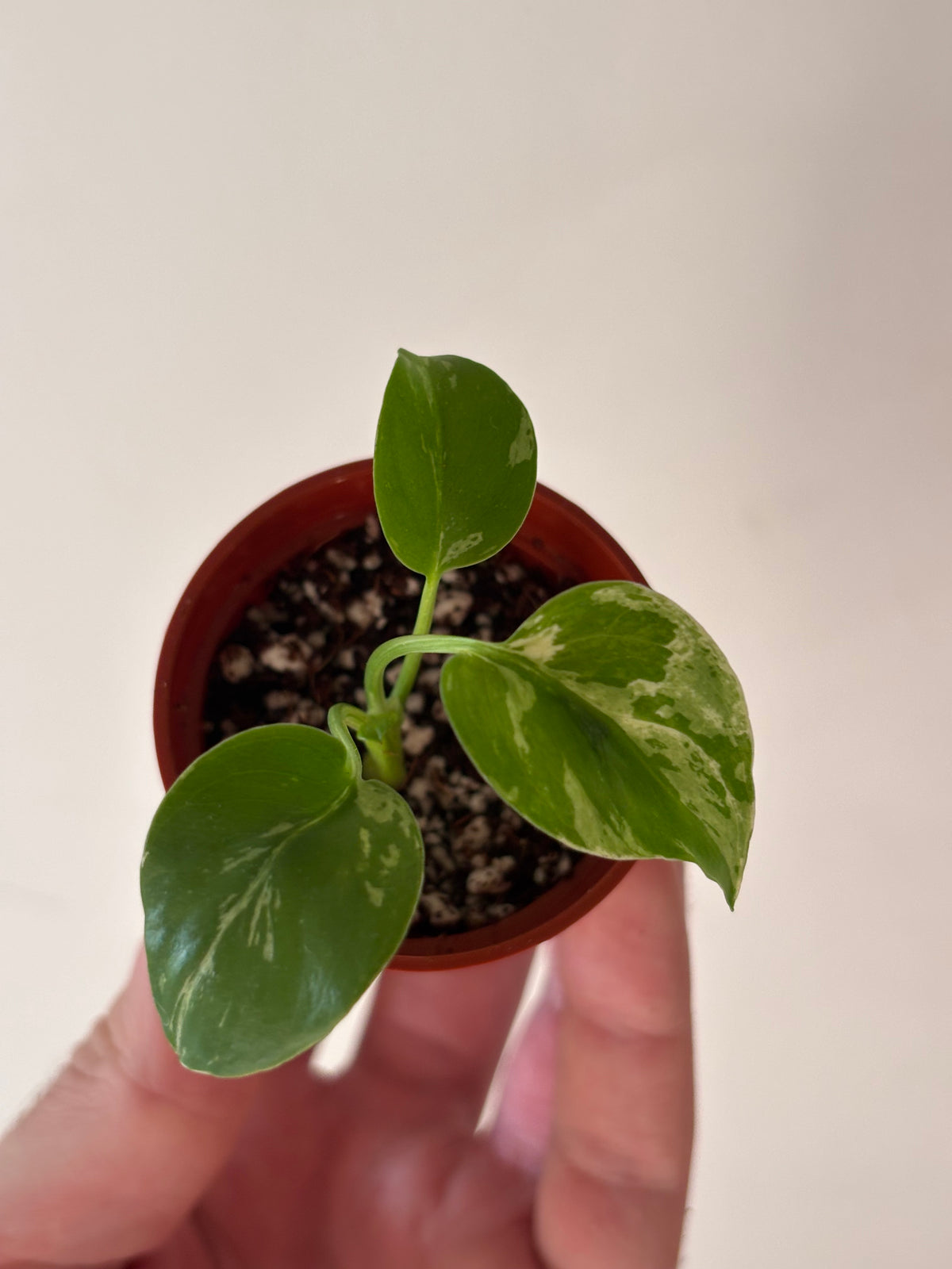 Monstera Deliciosa Bulbasaur #04