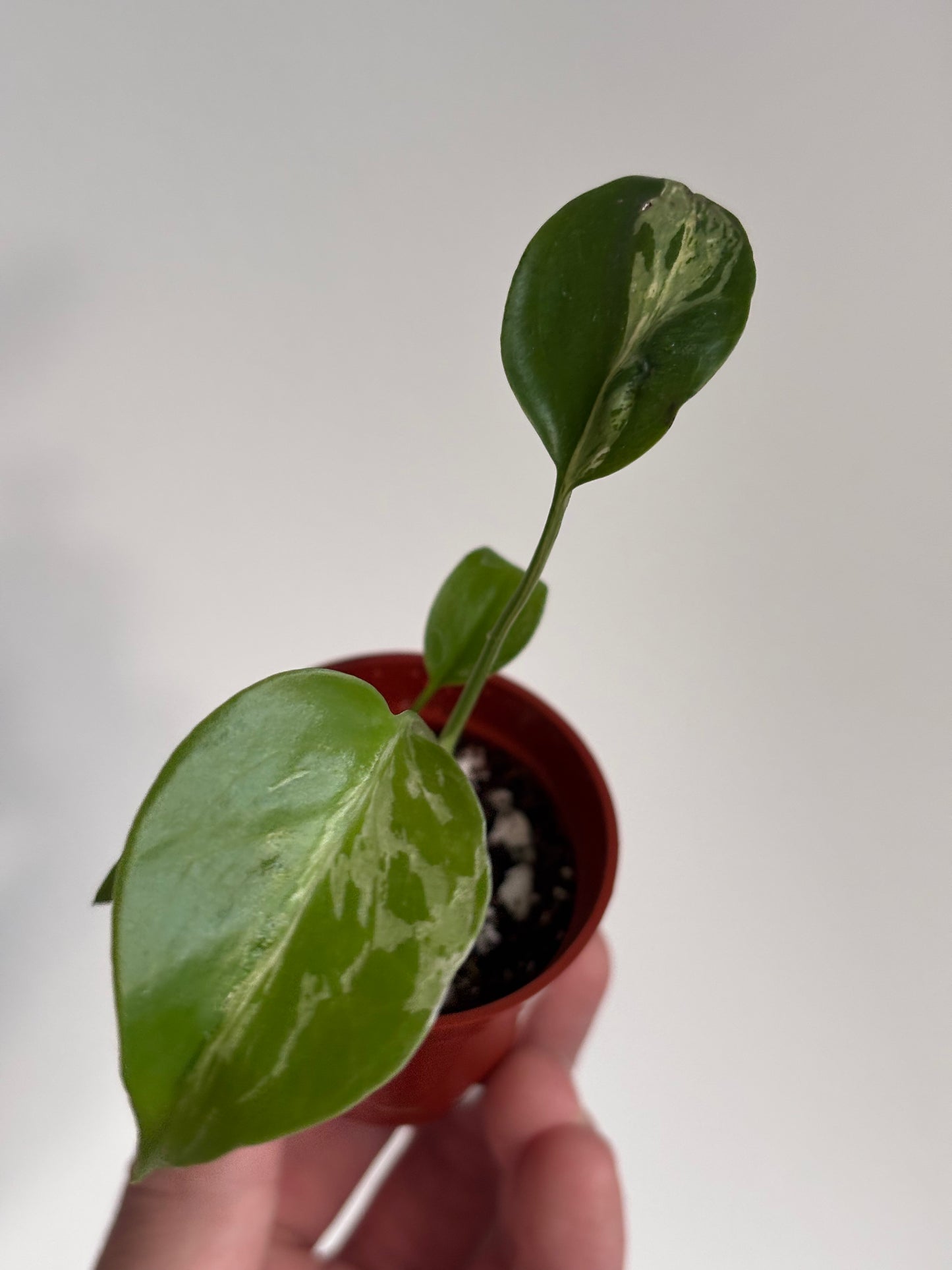 Monstera Deliciosa Bulbasaur #6
