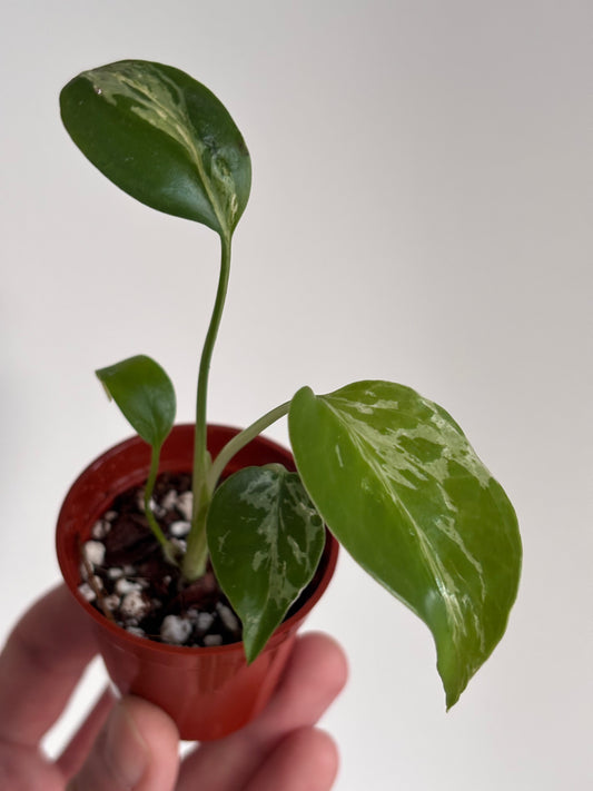 Monstera Deliciosa Bulbasaur #6