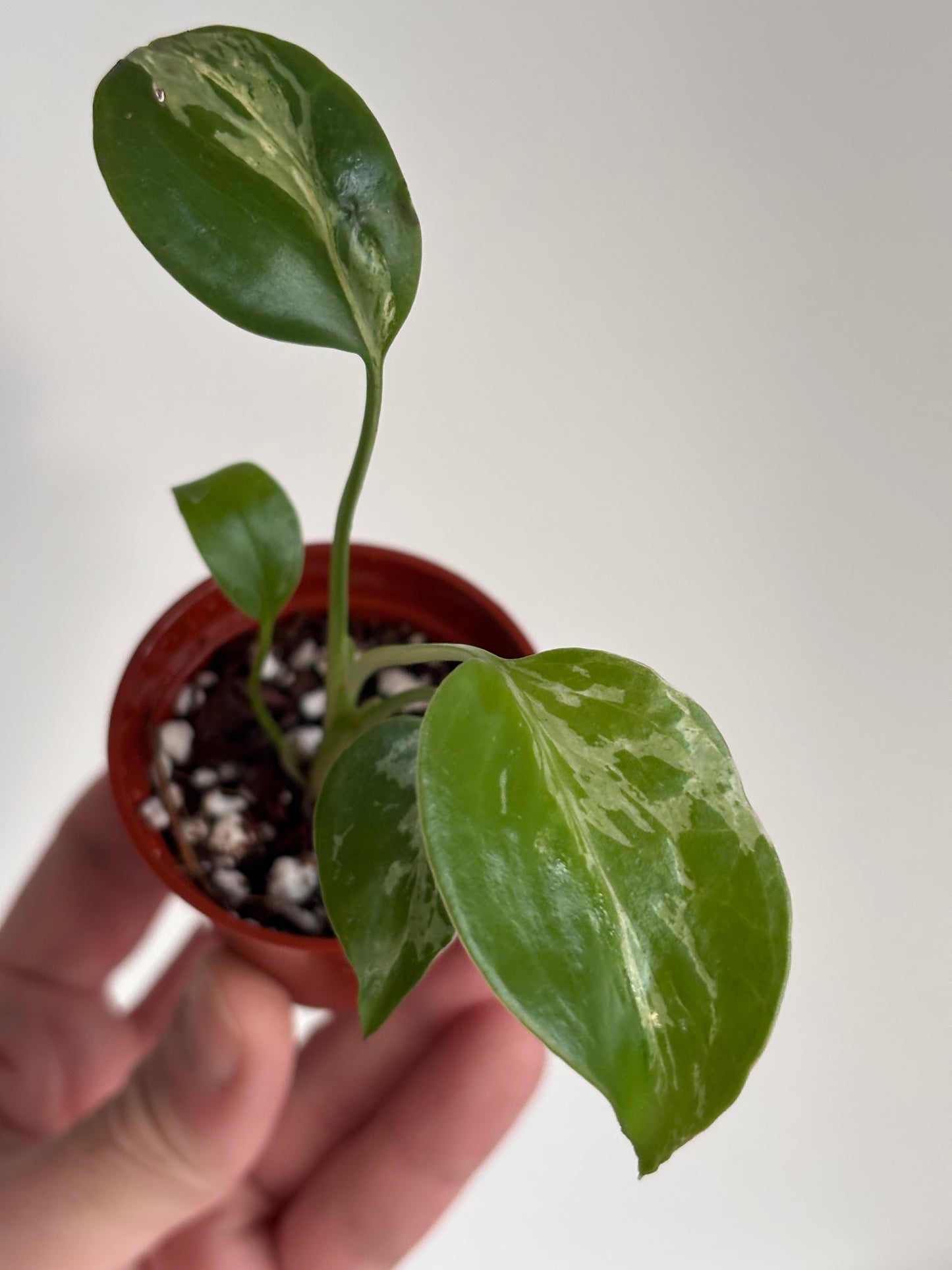 Monstera Deliciosa Bulbasaur #6