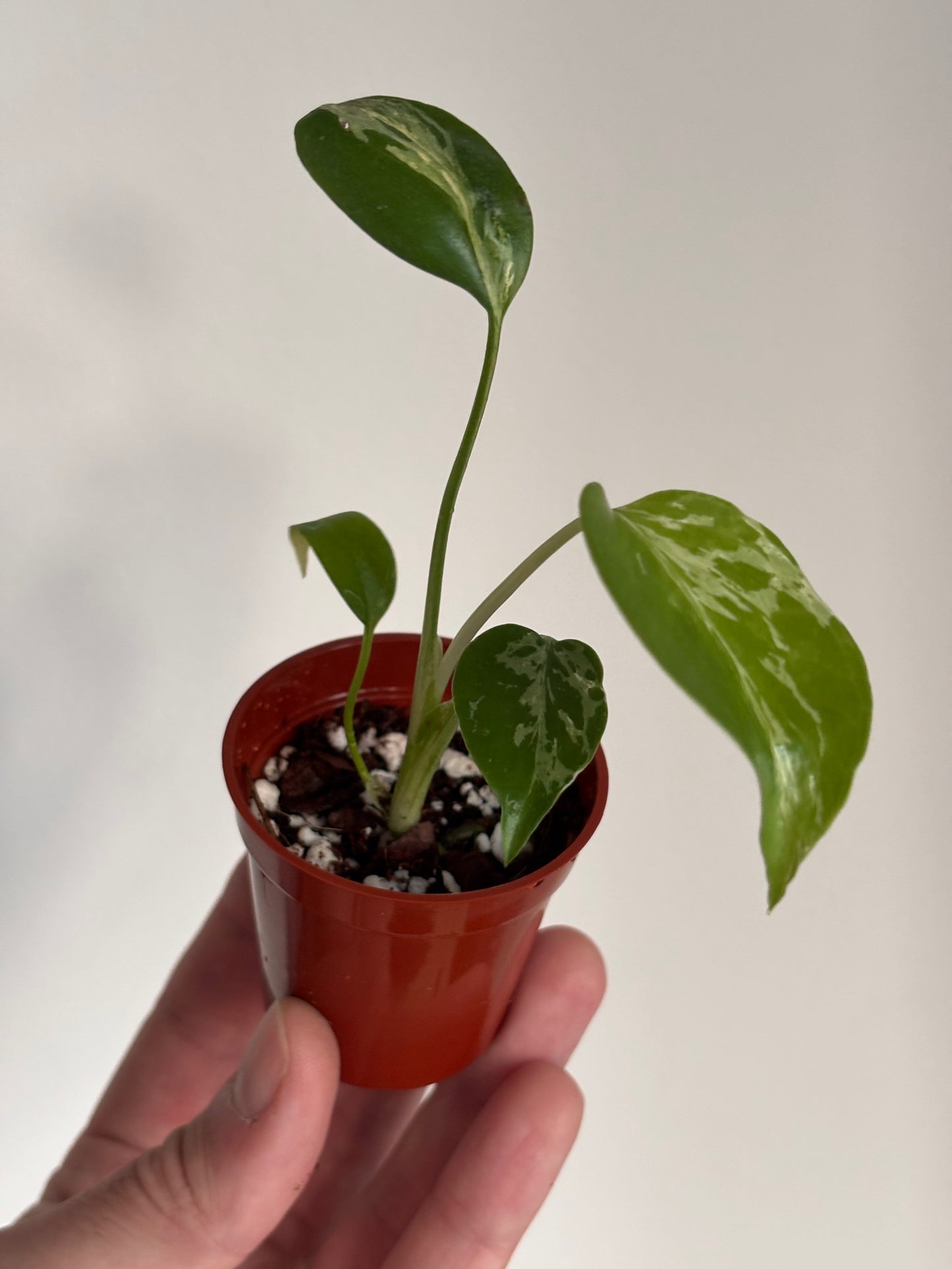 Monstera Deliciosa Bulbasaur #6